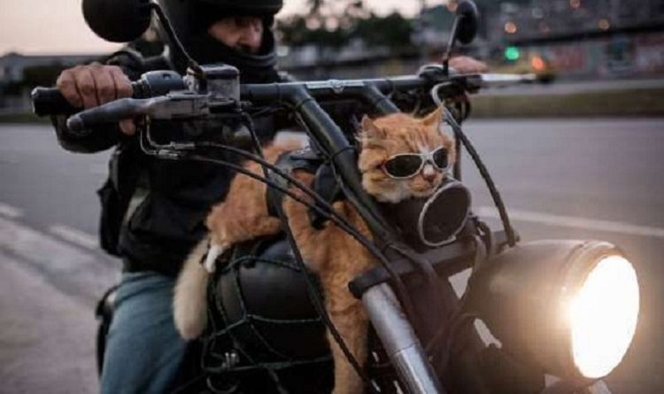macska a motoron