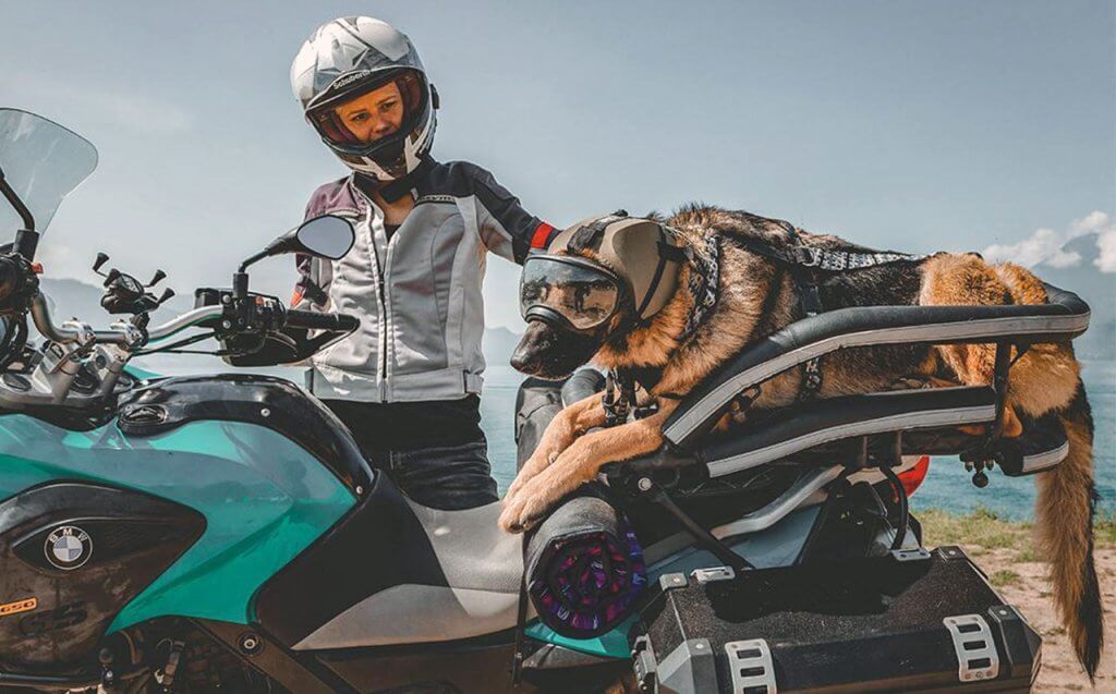 Ruffly kutyaszállító motorra nagytestű kutyáknak